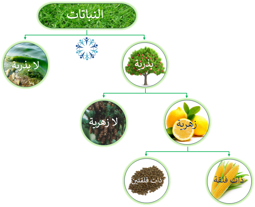 مجموعات النباتات